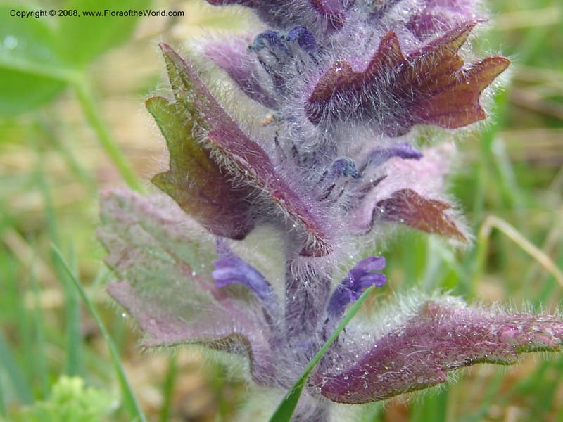 Ajuga orientalis--Georgia. Kazbeki . Trail-road to Sameba Church. 2 Jun 05. 305.jpg