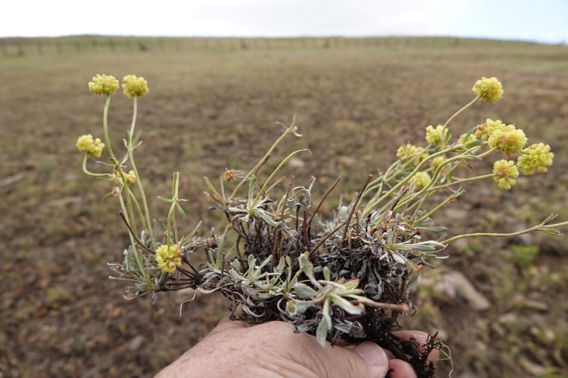 Eriogonum douglasii, C. Davidson 13770--Oregon. Wallowa Co. Upper Camp Creek Canyon. 4 Jun 2018. DSC04733 (120).JPG