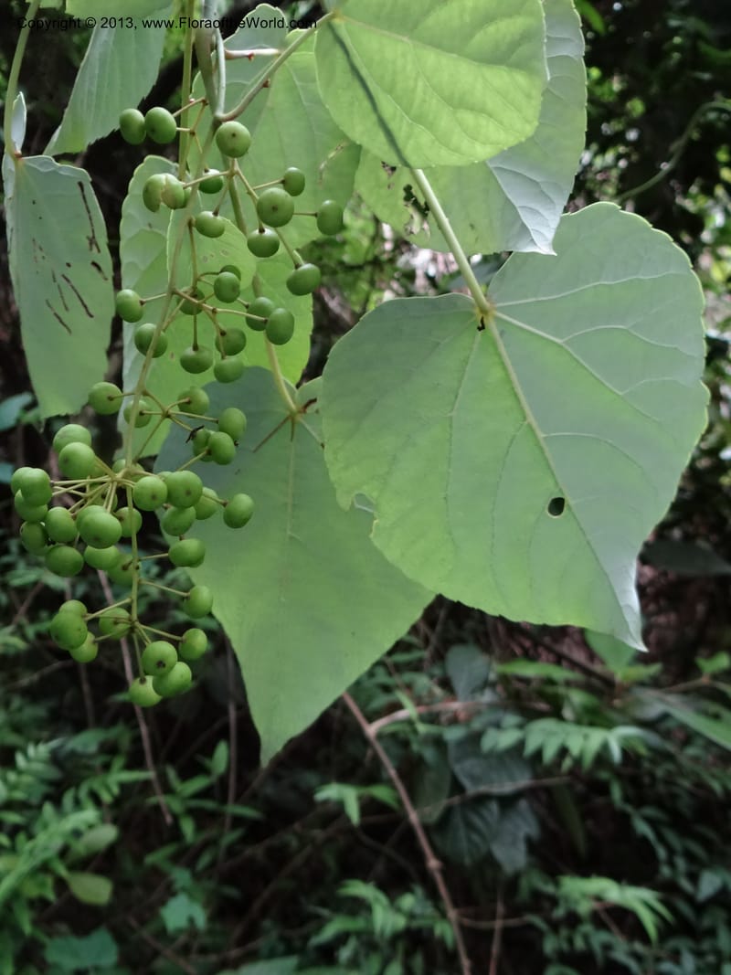 Idesia polycarpa, Yi Yu SQS2012007--China. Anhui Prov. San Qing Shan. 3 Jun 2012. DSC01600 (39).JPG