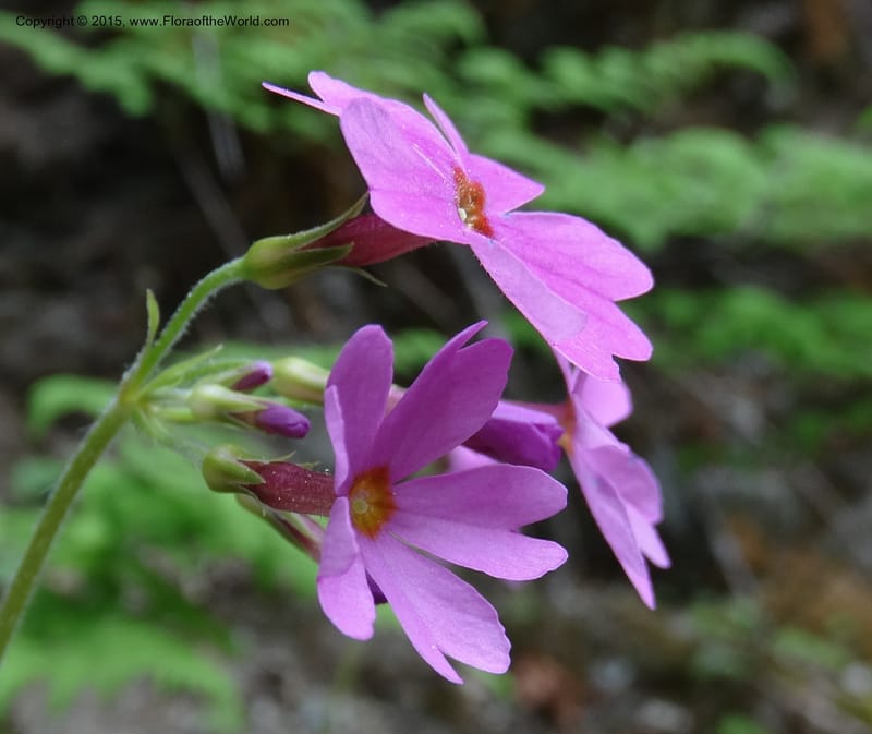 Primula polyneura, Boufford, D 43609--China. Sichuan. ShaShiDuo. 8 May 2014. DSC04232 (83).JPG