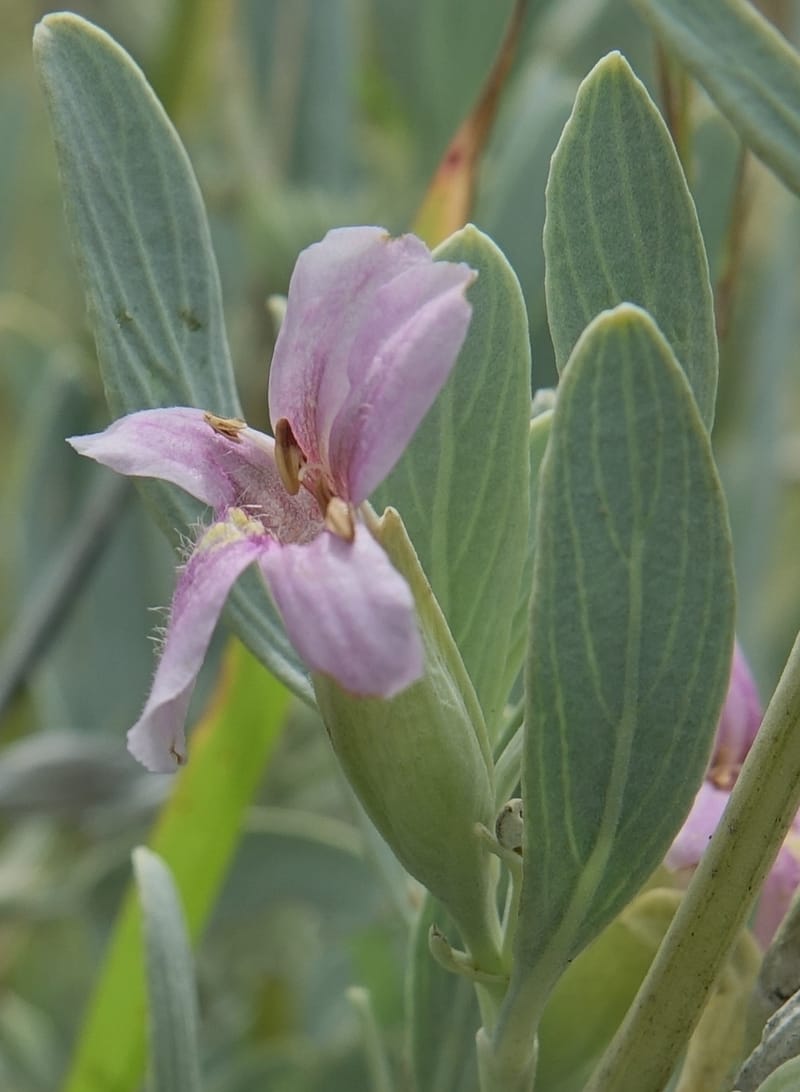 Petalidium ohopohense, L. Nanyeni 1285--Namibia. Hwy 3031. Odom 155. 31 Mar 2018. DSC04738 (23).JPG