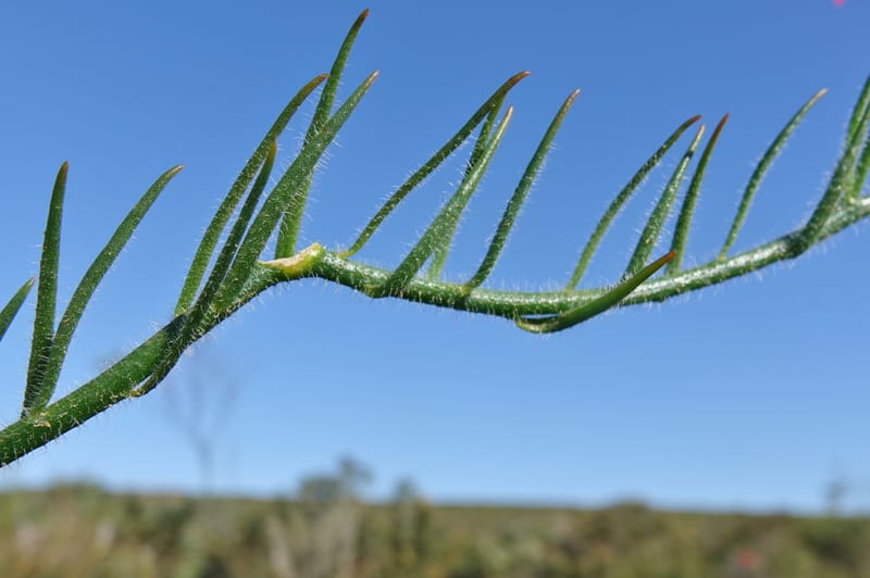 Leschenaultia hirsuta, Davidson, C 13418--Australia. W.A. Tootbardie Rd.-Coorow Rd. 23 Oct 2016. DSC04758 (30).JPG