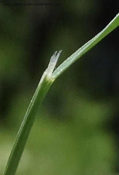 Sporobolus, Davidson, C 12579--Idaho. Valley Co. Lick Cr. Summit. 14 Jul 2014.  (129).JPG