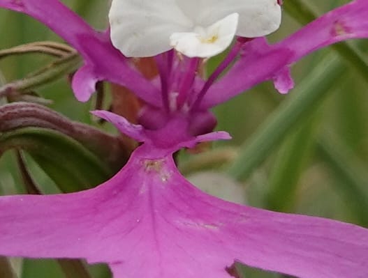 Clarkia pulchella, C. Davidson 13768--Oregon. Wallowa Co. Upper Camp Creek Canyon. 4 Jun 2018. DSC04733 (61).JPG