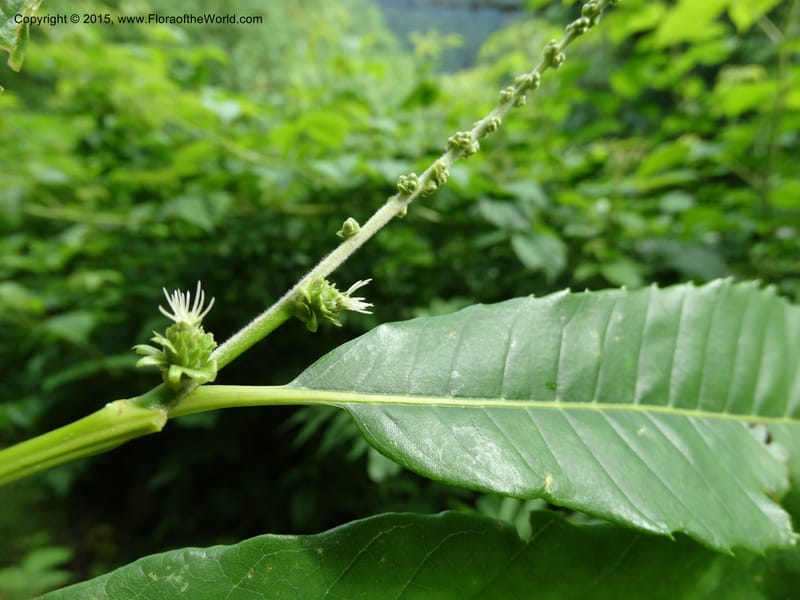 Inflorescence axis with female flowers and developing leaf