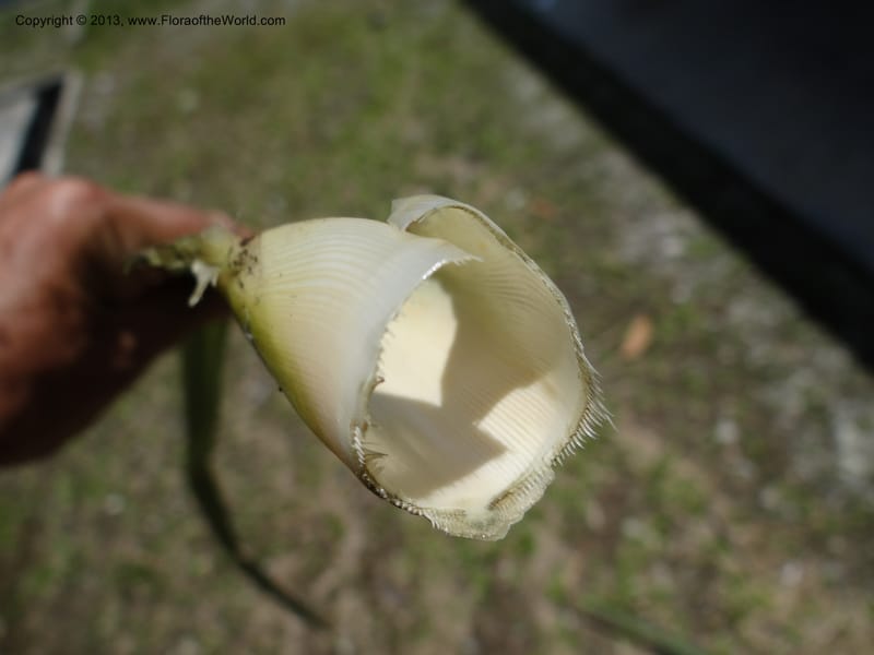 Cross-section of a leafy shoot base held in hand