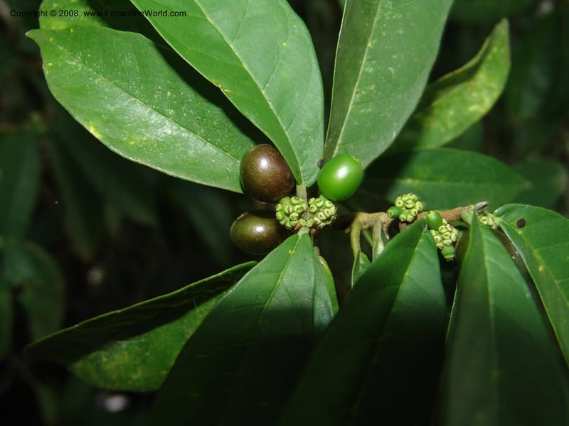 Sorocea sprucei, AAraujoM1576--Bolivia. Pq. Nac. Madidi. Laguna Chalalan. 26 Nov 04. 359.jpg