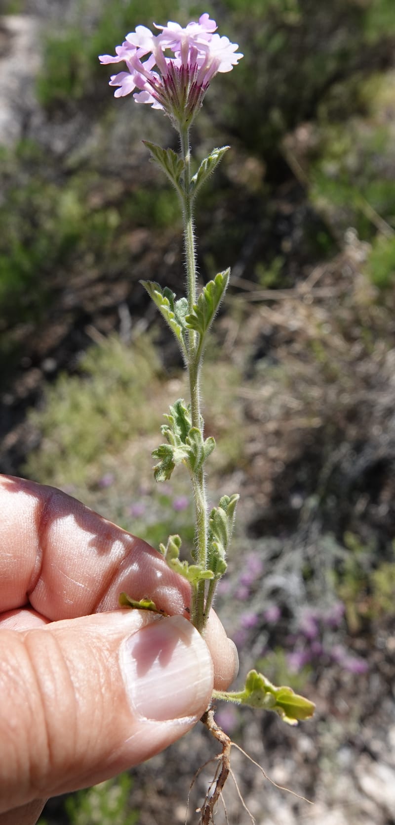 Glandularia gooddingii, C. Davidson 13980--AZ. Pima Co. Mt. Lemmon. Molino View Parking. 8 Apr 2019. DSC (186).JPG