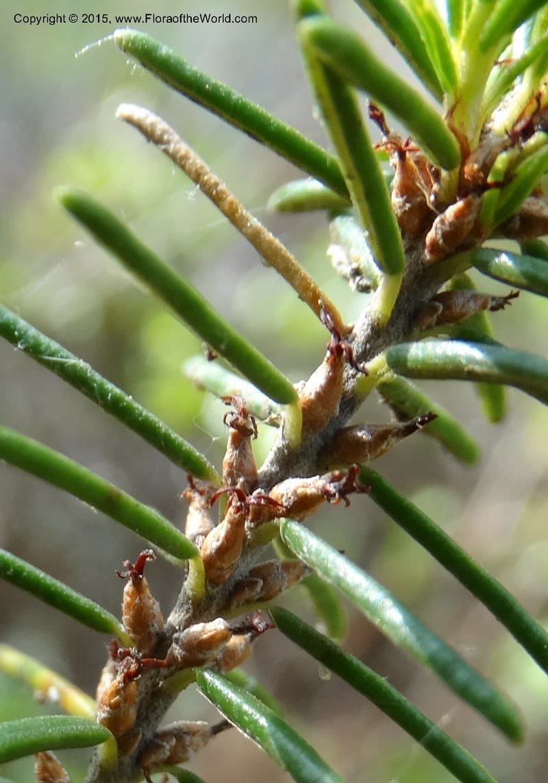 Ceratiola ericoides, Davidson, C 13062--South Carolina. Lexington Co. Redmond Rd. 20 May 2015. DSC06945 (5).JPG