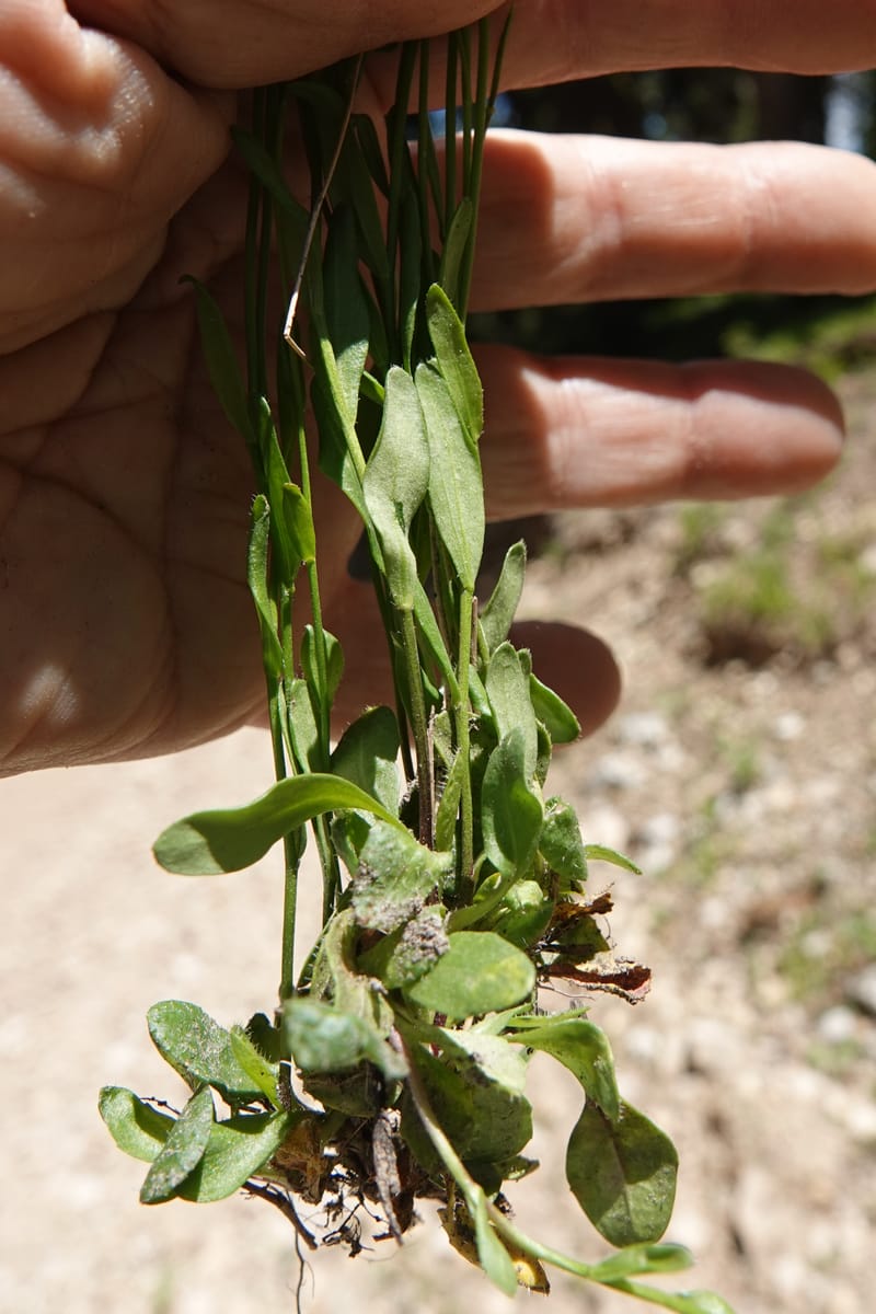 Arabis nuttallii, C. Davidson 14036--ID, Valley Co. Elkl Summit. 18 July 2019. DSC00995 (51).JPG