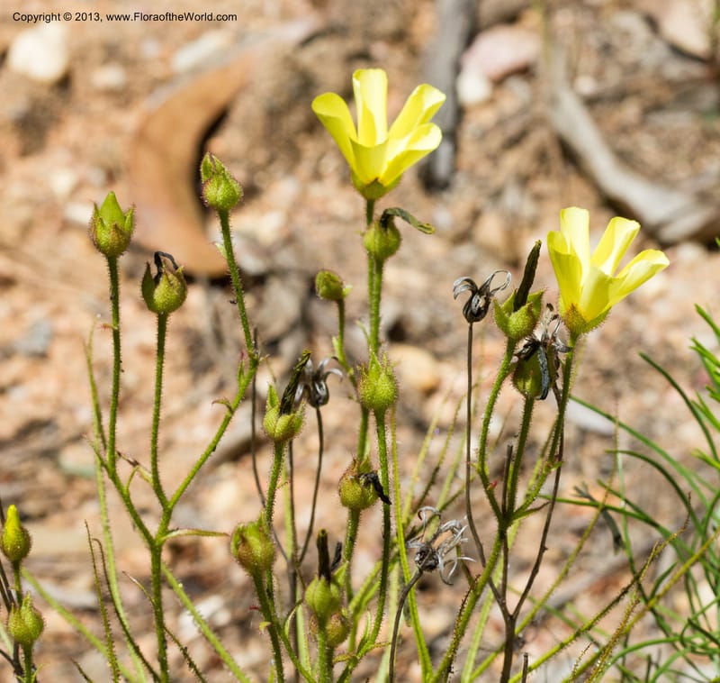 Drosophyllum lusitanicum, Stevens, W. D. 33211--Portugal. Santarem. 14 May 2012. (15) - Copy.jpg