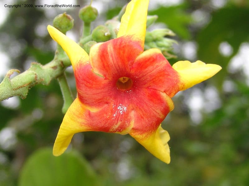 DNeill15721--Ecuador. Prov. Zamora Ch. Rio Nangaritza ca Las Orquideas. 15 Sep 07. 205.jpg