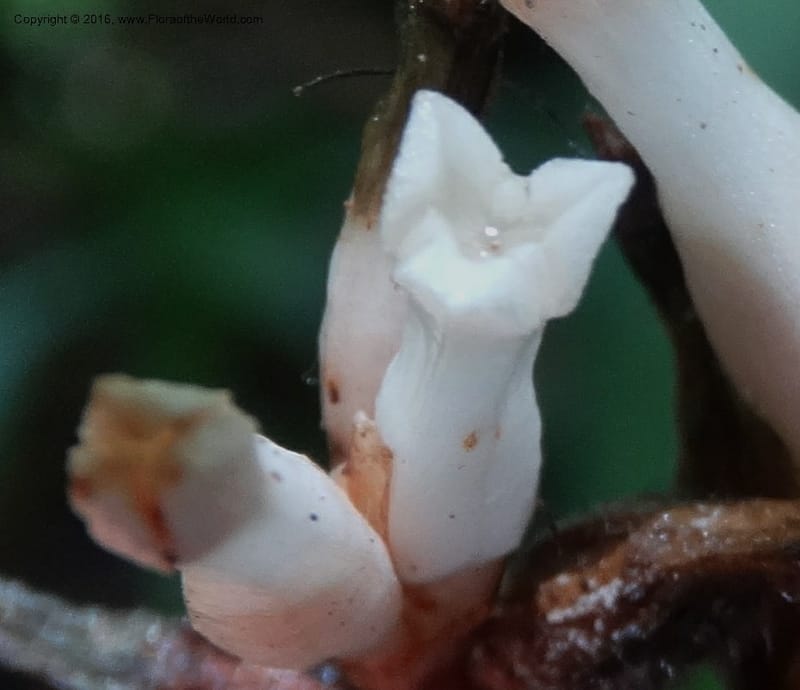 Gymnosiphon, Davidson, C 12931--Sabah. Kinabalu Nat. Park. Nalumad Substesen. 29 Mar 2015. DSC01294 (80).JPG