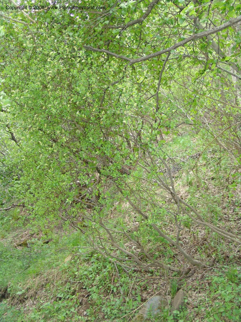 Salix--Georgia. Kazbeki . Trail-road to Sameba Church. 2 Jun 05. 234.jpg