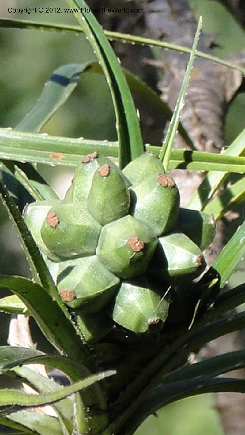 Pandanus dyckioides--Madagascar. Tsimbazaza. 30 April 2010 023 (14).jpg