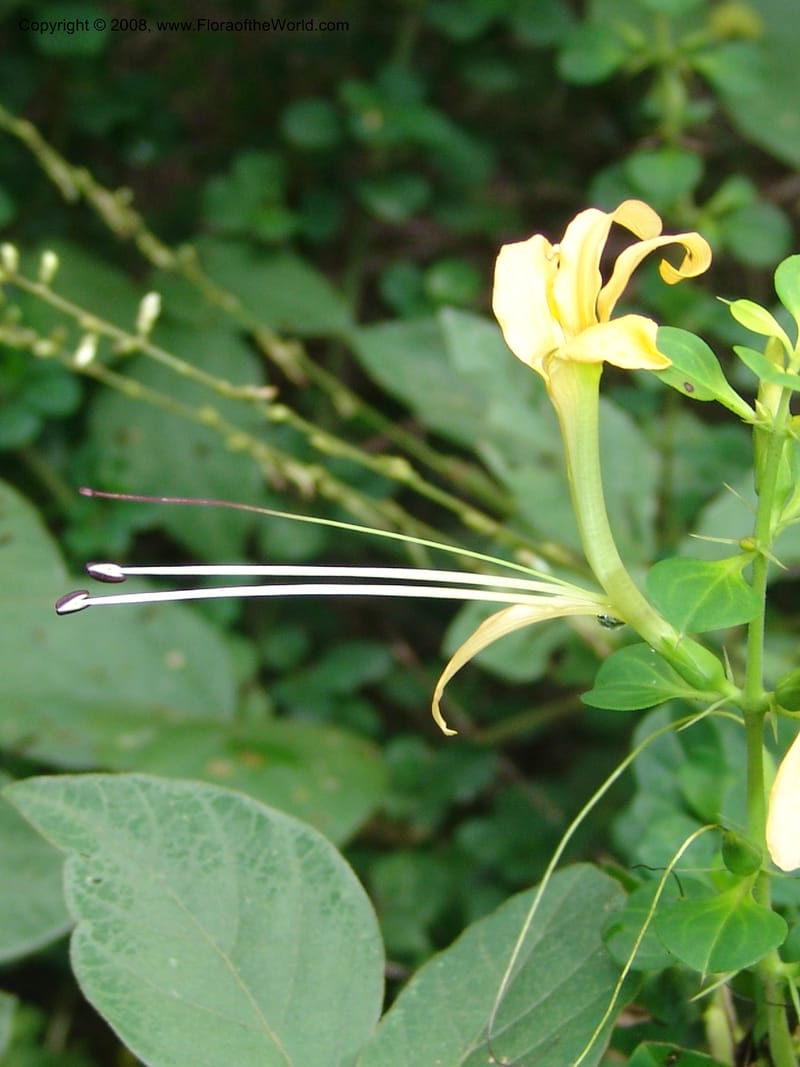 Barleria rotundifolia--So. Africa. Lowveld Nat. Bot. Gard. 14 Mch 05. 224.jpg