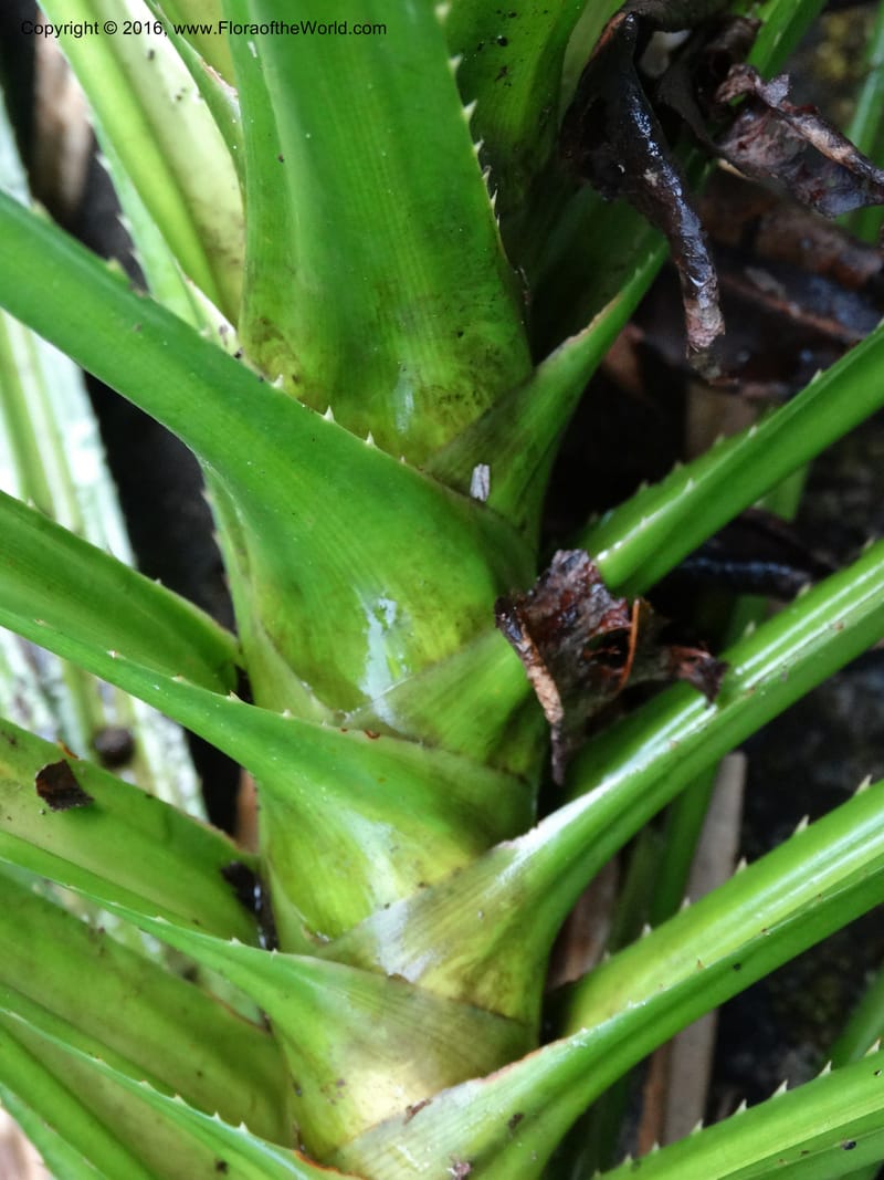 Pandanus borneensis, Callmander, M 1186--Sabah. G. Silam. 1 Oct 2014. DSC00937 (187).JPG