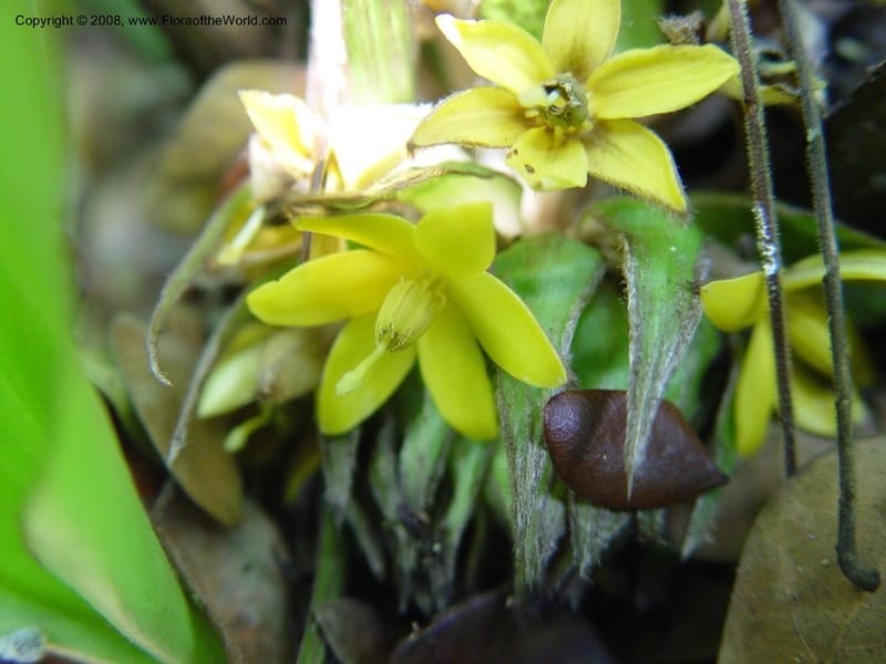 Curculigo capitulata--Cameroon. Limbe Botanic Garden. 4 Dec 03. 123.jpg