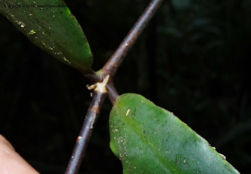 Aeschynanthus, Davidson, C 12736--Sabah. Mt. Kinabalu. Bundu Tuhan Trail. 11 Oct 2014. DSC04153 (44).JPG