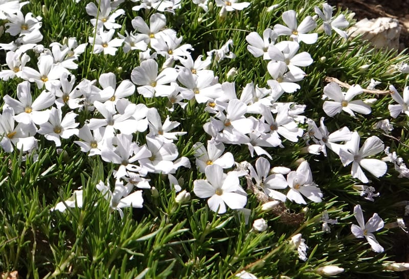 Phlox caespitosa, C. Davidson 13842--ID. Shoshone Co. Freezeout Rd. FR 301. 10 Jul 2018. DSC06582 (400).JPG