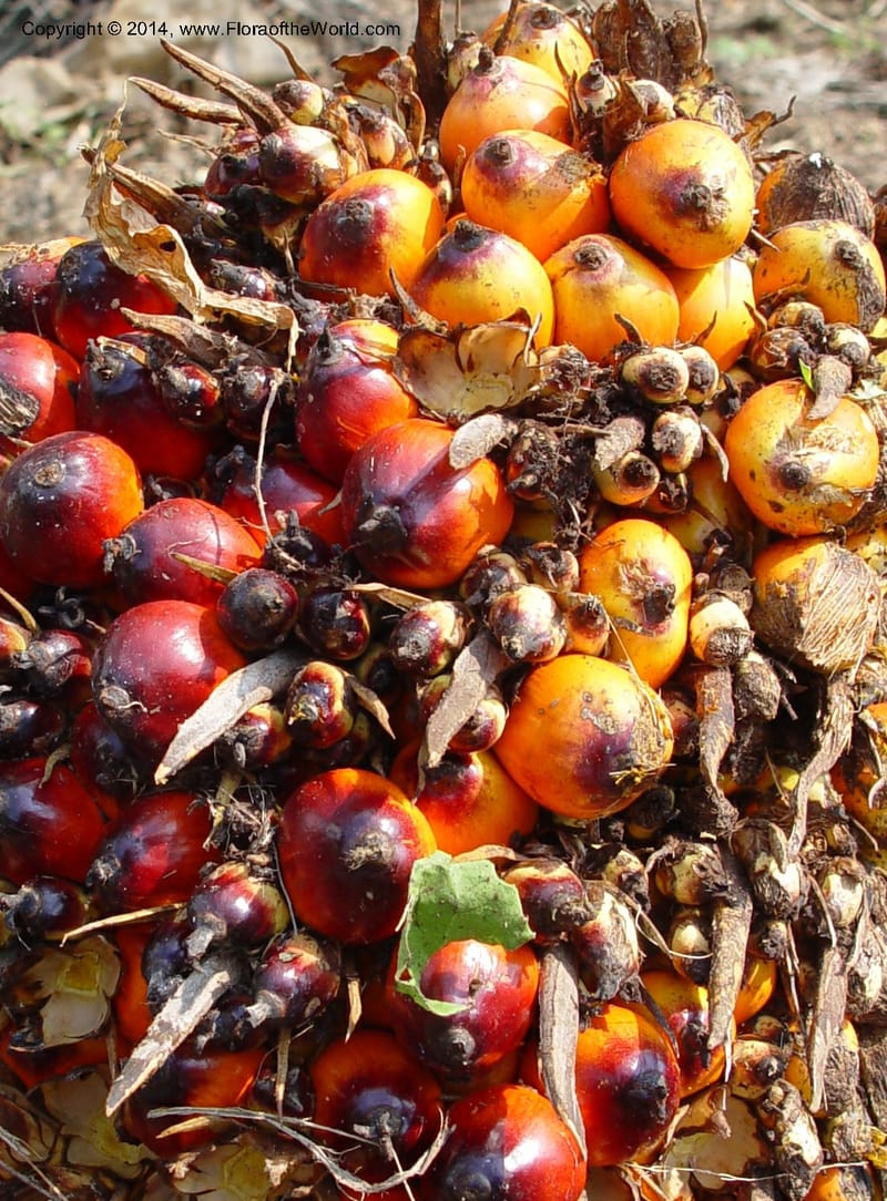 Elaeis guineensis--Cameroon. Mt. Cameroon. 6 Dec 03. 003a (2).jpg