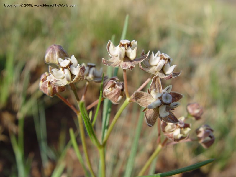 Asclepias cucullata--So. Africa. Drakensberg Mts. Giant's Castle. 4 Oct 03. 011.jpg