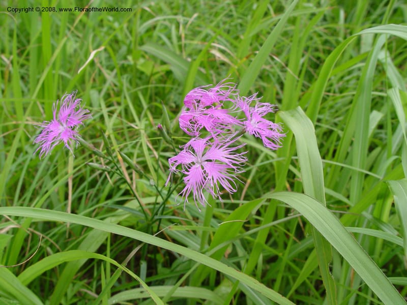 Dianthus superbus--Japan. Honshu. Shiga Pref. Ibukiyama. 18 Jul 03. 038.jpg