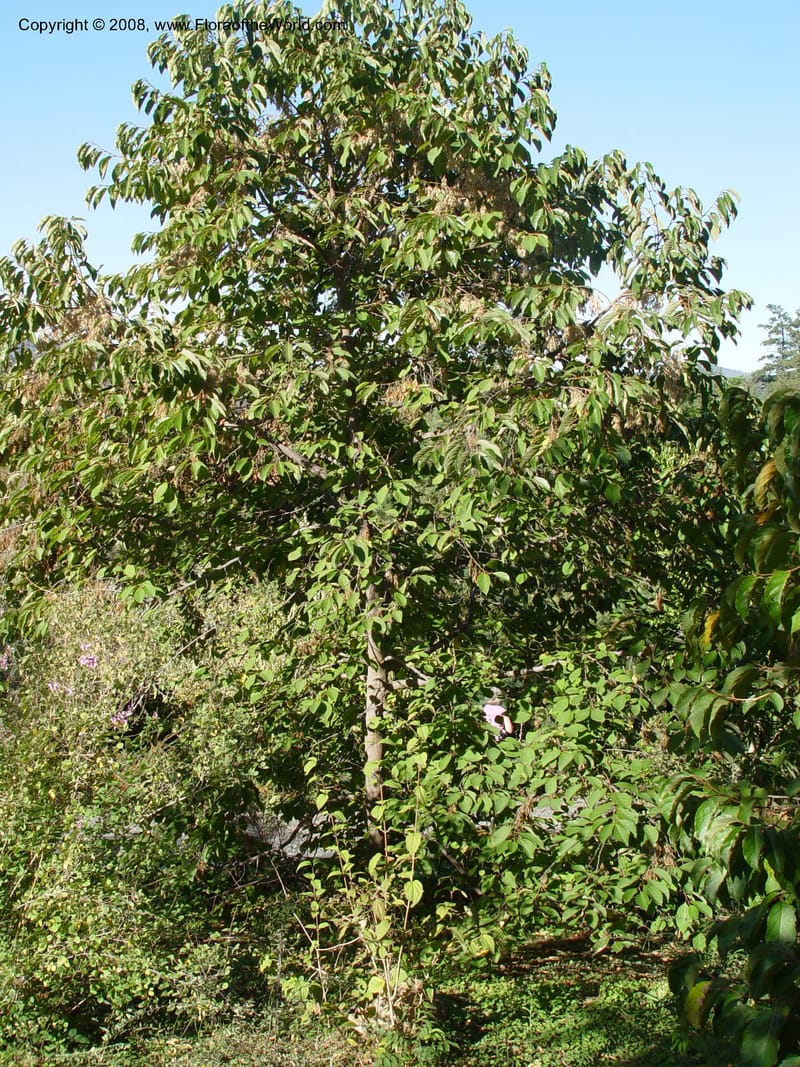 Pterostyrax psilophila, 91.341--CA. Sonoma Co. Quarryhill Botanical Garden. 24 Oct 03. 027.jpg