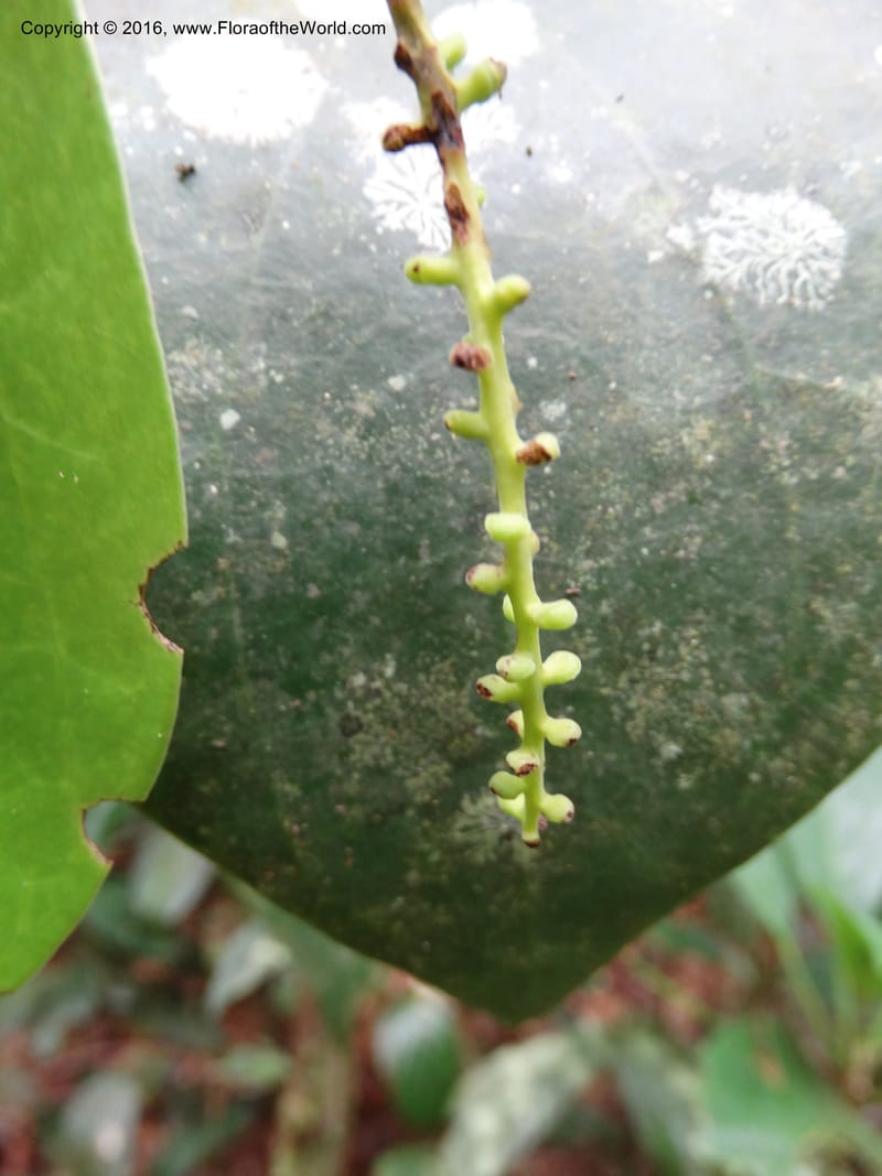 Piper, Davidson, C 12675--Sabah. Danum Valley. 4 Oct 2014. DSC01741 (217).JPG