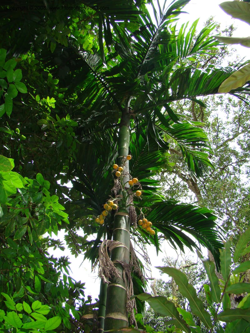 Areca catechu, 20041386B--Singapore Botanic Garden. 8-9 Mch 08. 082.jpg