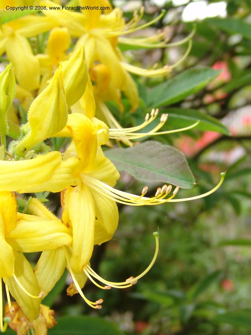 Rhododendron luteum--France. Paris. Jardin des Plantes. 28 Apr 05. 062.jpg