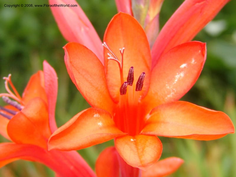 Watsonia intermedia--CA. San Francisco Arbor. 3 Jul 07. 238.jpg