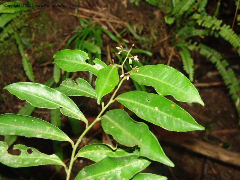 Ardisia, RVasquez31612--Peru. Prov.  Oxa. Estac. Paujil. Camino  Pozo Tigre. 17 Oct 06.. 767.jpg