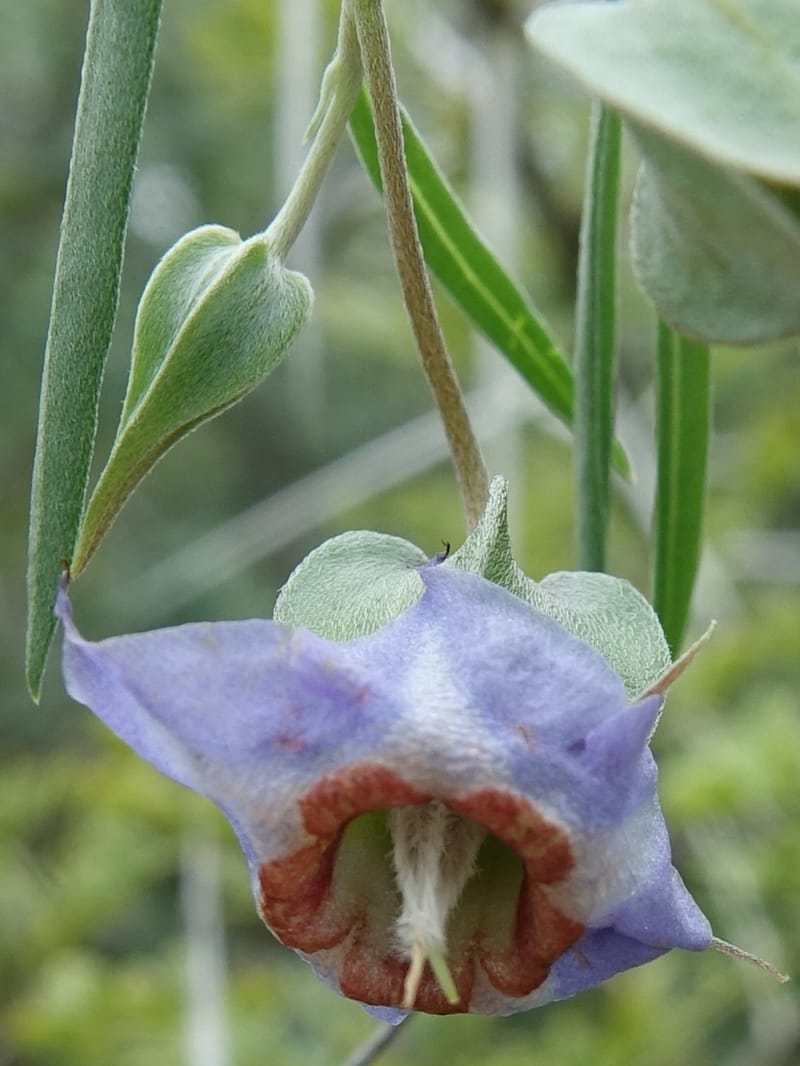 Trichodesma angustifolium, L. Nanyeni 1286--Namibia. Hwy 3031. Odom 155. 31 Mar 2018. DSC04738 (23).JPG