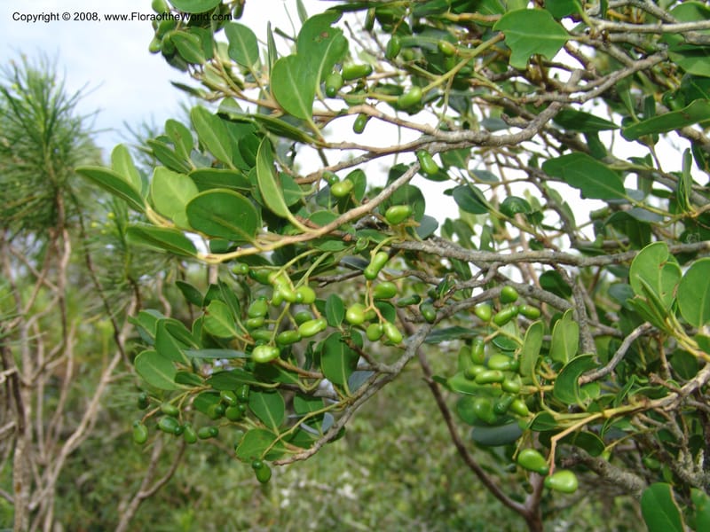 Apodytes dimidiata--So.Africa. E. Cape. Uitenhage Nat. Res. 6 Mch 05. 103.jpg