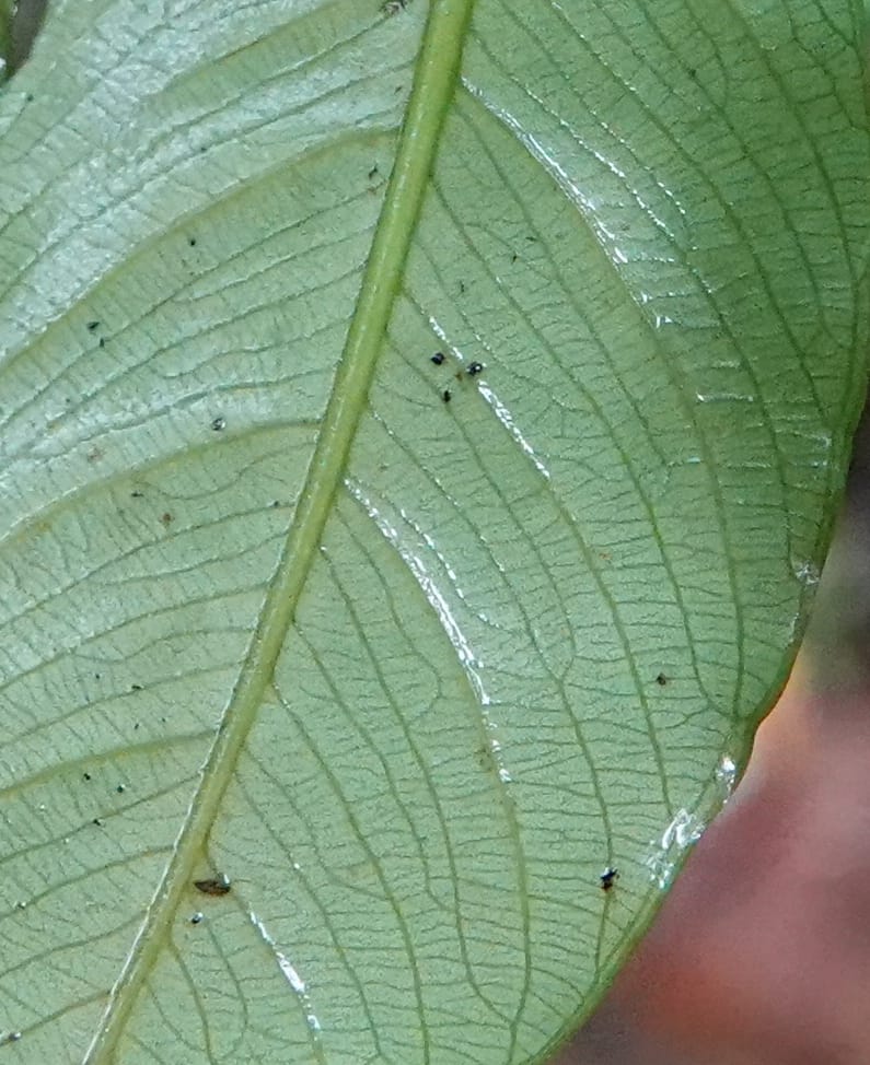 Anubias, C. Davidson 13942--Gabon. Maurel & Prom Oil Rd. 2 Nov. 2018. DSC01376 (78).JPG