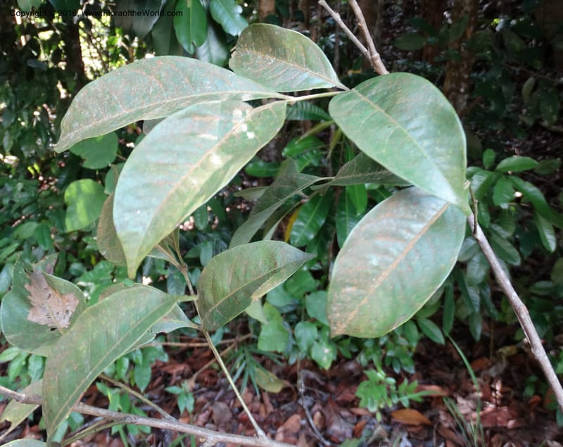 Guioa diplopetala, Buerki, S 343--Sabah. G. Silam. 2 Oct 2014. DSC01167 (293).JPG