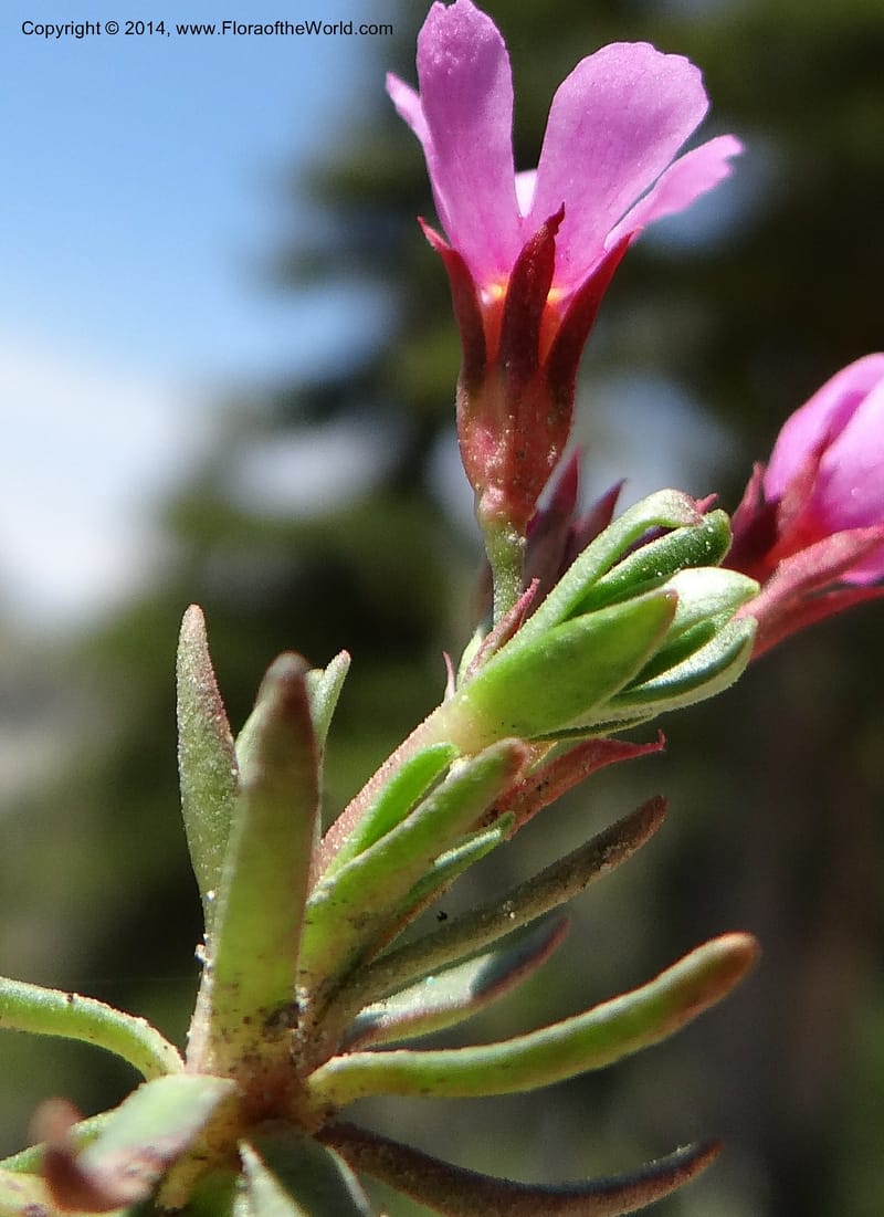 Douglasia, Davidson, C 12194--ID. Boise Co. Scott Mtn. Lookout Road. 18 Jun 2013. DSC06609 (81).JPG