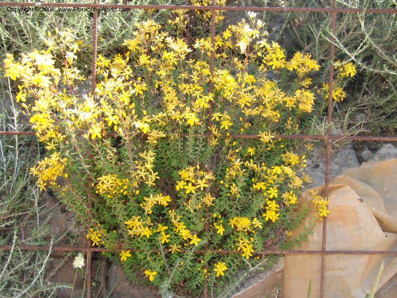 Hypericum empetrifolium ssp empetrifolium--Crete. Ep. Apokoronos. Roadside, ca. Douliana. 23 May 05. 027.jpg