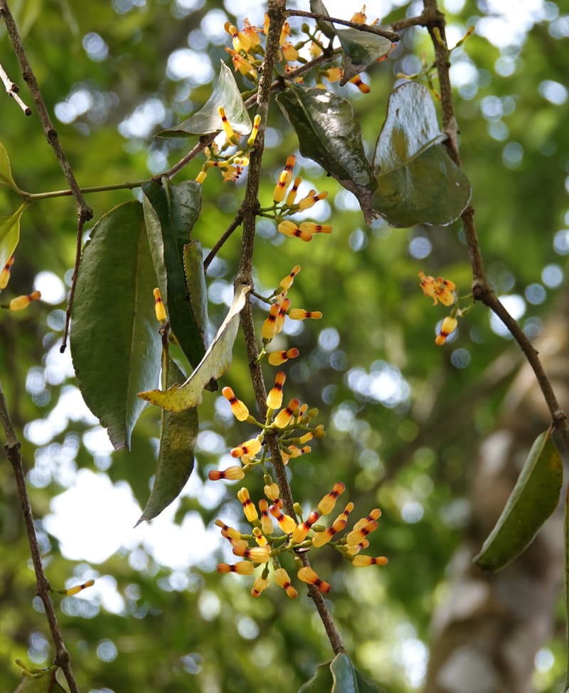 Macrosolen cochinchinensis, D. Boufford 44099--China. Yunnan. Lao jun Shan. 30 Apr 2018. DSC00424 (657).JPG
