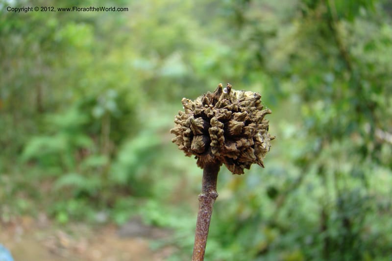 Altingia siamensis, Regalado 1662--Viet Nam. Hoang Lien Son. 7 Apr 09. 129 (22).jpg