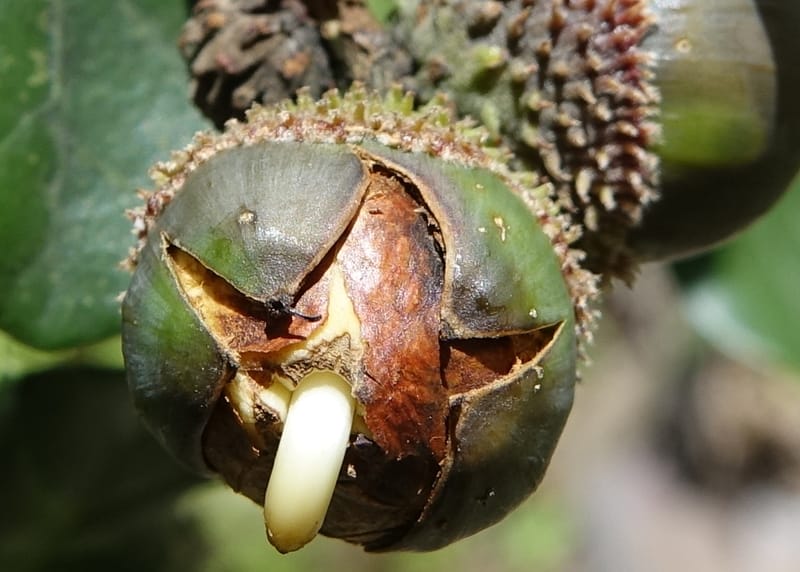 Quercus, C. Davidson 13762--China. Sichuan. Yibailingba-gou. 12 Aug 2017. DSC04660 (315).JPG