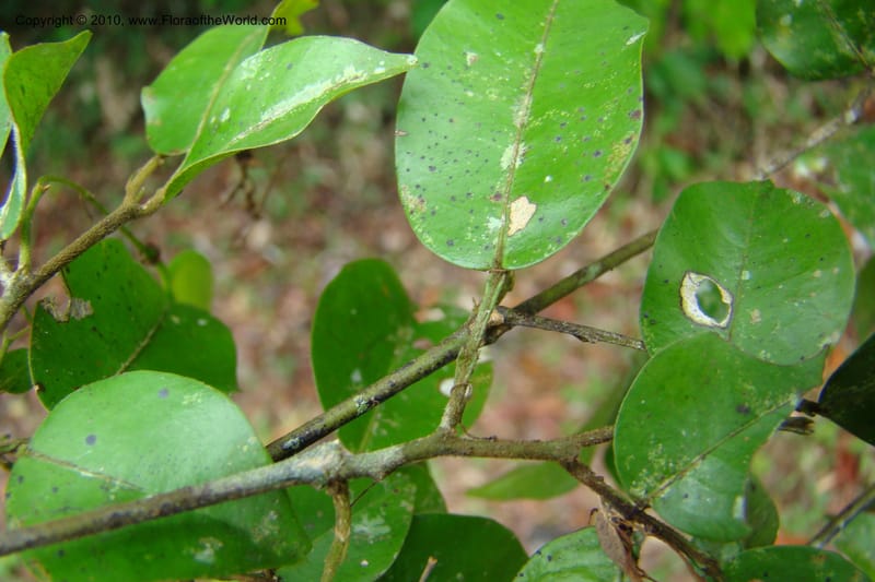 Swartzia, Vasquez 34766--Peru. Loreto. Dist. Nauta. Miraflores, Rio Tigre. 10 Nov 08. 473.jpg