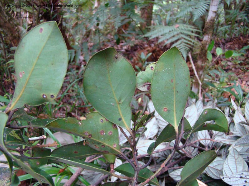 Endiandra,  Munzinger, J 4848--New Caledonia,  Dogny, 19 Nov 2007,  114 (6).jpg