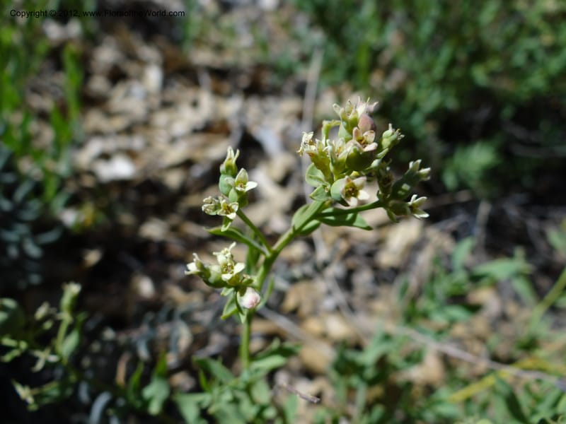 Comandra umbellata, Davidson, C 11942--AZ. Yavapai Co. Crown King Rd. 7 May 2012. DSC0894 1 (102).JPG