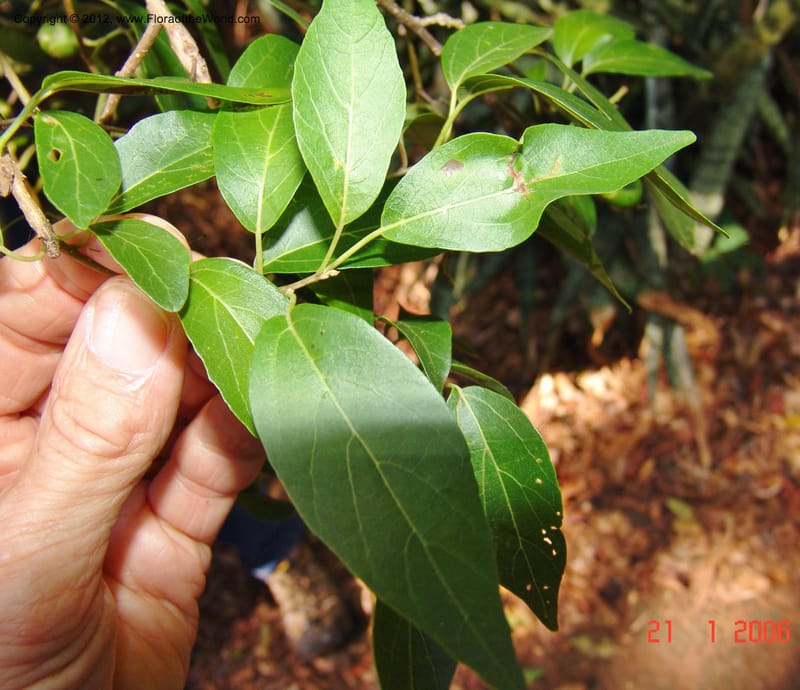 Cordia caffra, Rogers Z 916-Madagascar, Berenty, 21 Jan 2006  070 (4).jpg