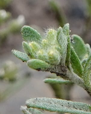 Alyssum alyssoides, C. Davidson 13754--Oregon. Wallowa Co. Zumwalt.Trail Cr. Rd. 4 Jun 2018. DSC04078 (148).JPG