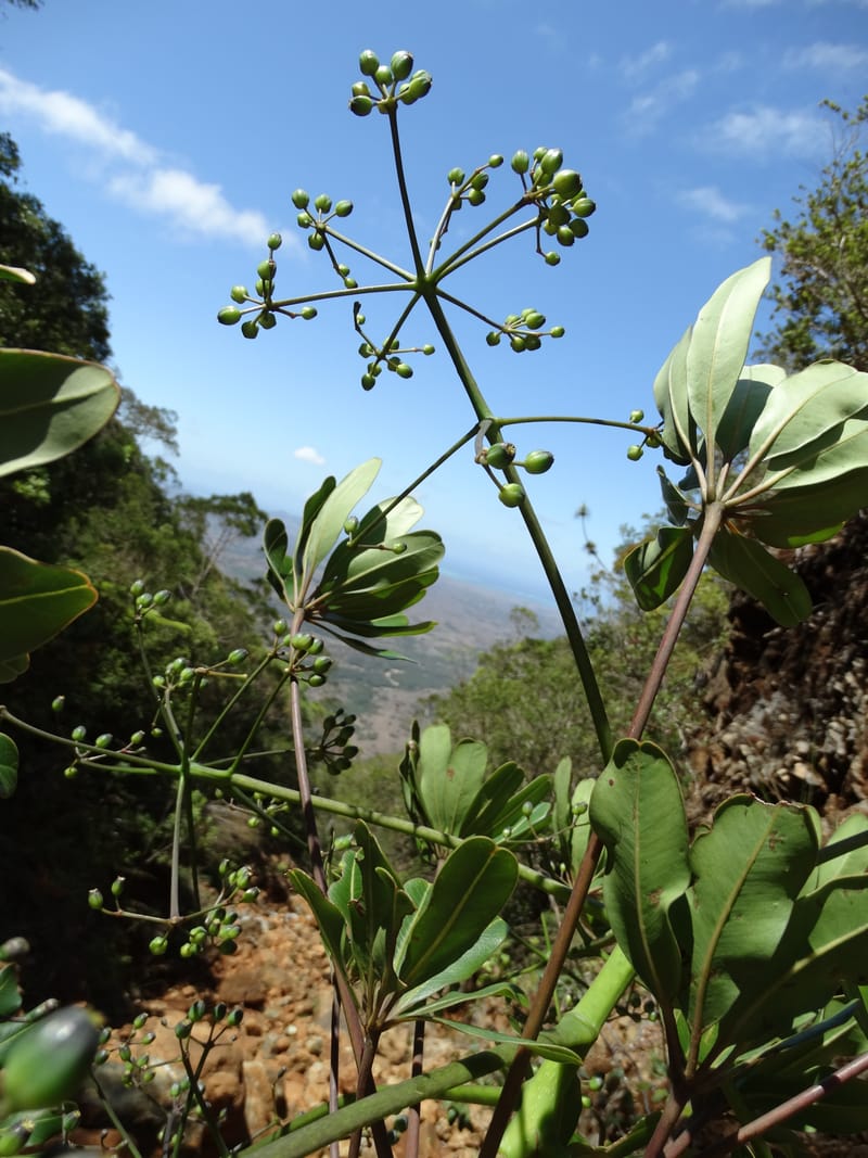 Plerandra polydactylis, Lowry, P 7420--New Caledonia. PinPin. 20 Nov 2015. DSC03938 (124).JPG