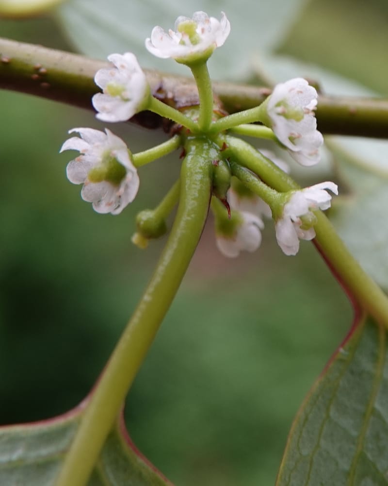 Ilex polyneura, D. Boufford 44125--China. Yunnan. Da Wei Shan. 2 May 2018. DSC01093 (319).JPG