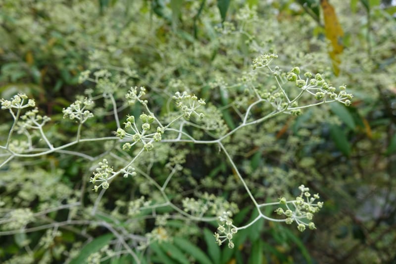 Astrotricha latifolia, Davidson, C 13352--Australia. Qld. Springbrook R (5).JPG